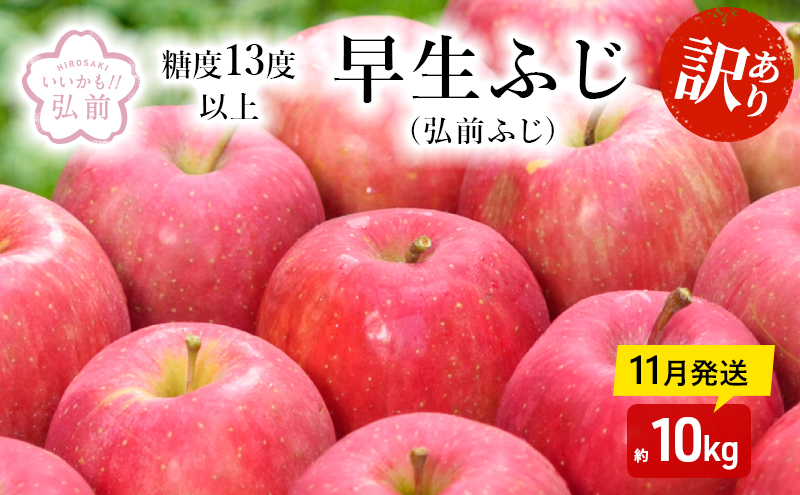 【11月発送】（糖度13度以上） 訳あり品 早生ふじ (弘前ふじ) 約 10kg 【弘前市産 青森りんご】