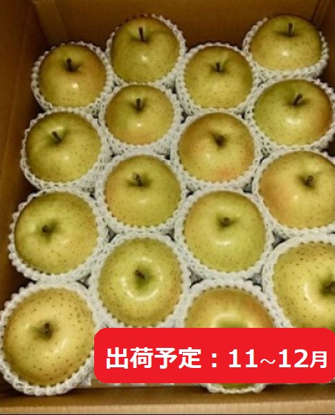 11月～12月発送 ふみ丸ファーム  最高等級「特選」完熟 王林 約5kg 【 弘前市産 青森りんご 】※オンライン決済のみ