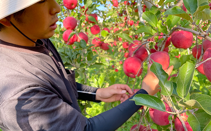 【12月発送】小山内農園 サンふじ 家庭用 秀 約5kg【弘前市産 青森りんご】