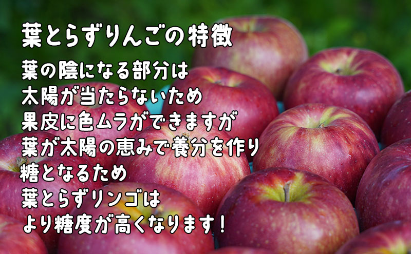 1月発送 家庭用 葉とらず サンふじ 約5kg【弘前市産・青森りんご】