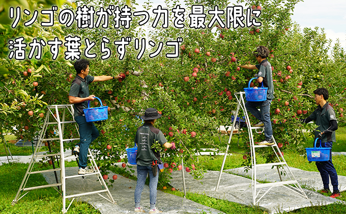 2月発送 家庭用 葉とらず サンふじ 約5kg【弘前市産・青森りんご】