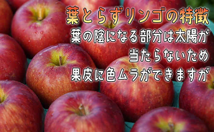 りんご 【 1月発送  】 家庭用 葉とらず サンふじ 約 10kg 【 弘前市産 青森りんご 】