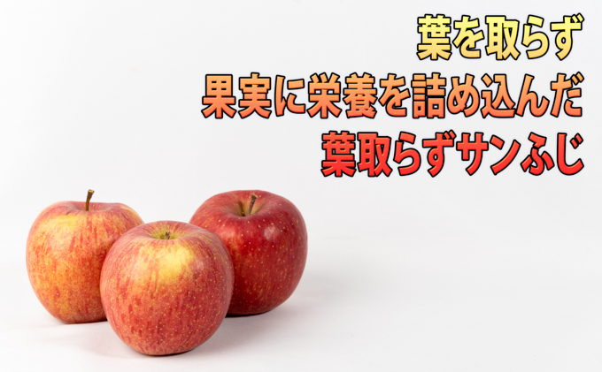 りんご 【 12月発送 】 訳あり 蜜入り EM 葉取らず サンふじ 約 10kg 糖度 13度以上 【 弘前市産 青森りんご 】 リンゴ 果物 青森 弘前 家庭用