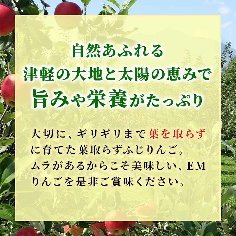 りんご 【 12月発送 】 訳あり 蜜入り EM 葉取らず サンふじ 約 10kg 糖度 13度以上 【 弘前市産 青森りんご 】 リンゴ 果物 青森 弘前 家庭用【 果物類 林檎  】