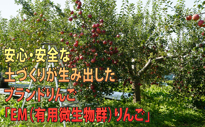 りんご 【 3月発送 】 訳あり EM 葉取らず サンふじ 約 10kg 糖度 13度以上 【 弘前市産 青森りんご 】 リンゴ 果物 青森 弘前 家庭用