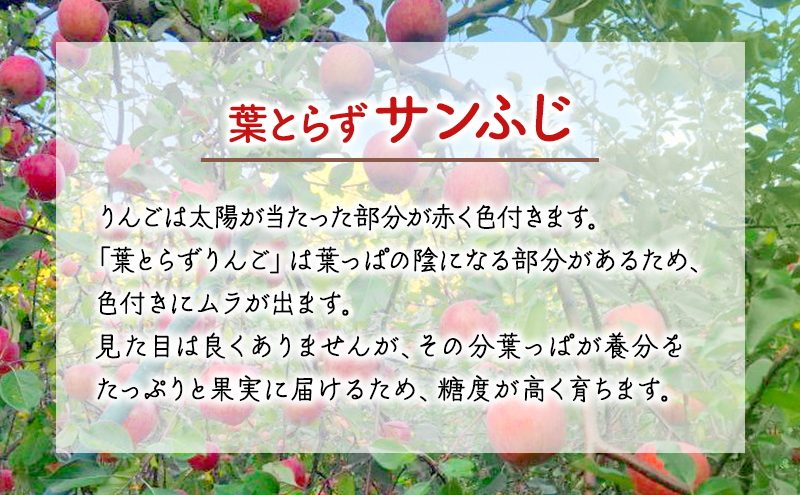 【1月発送】贈答用 絶品 ちとせ村 葉とらずサンふじ 約3kg【弘前市産・青森りんご 果物 フルーツ デザート 食後 国産 食べ物 贈り物 ギフト  】