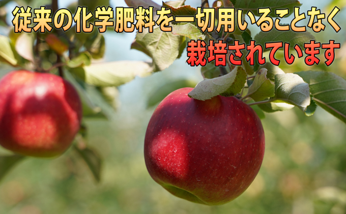 りんご 【 11月 ～ 12月発送 】  贈答規格 蜜入り EM サンふじ 約 3kg  糖度 13度以上 【 弘前市産 青森りんご 】 リンゴ 果物 青森 弘前 ふじ 贈答