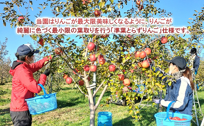 11月～12月発送 家庭用サンふじ 約3kg【弘前市産・青森りんご】