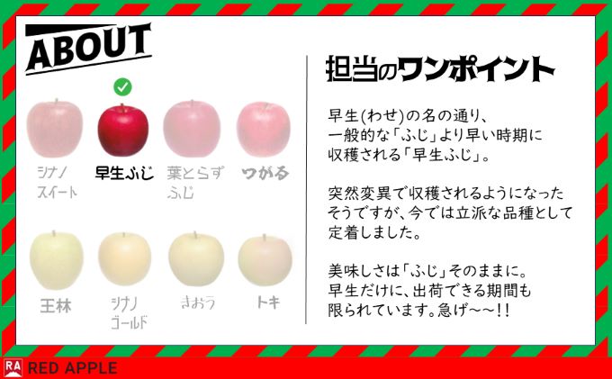 りんご 【 10月発送 】家庭用 早生ふじ 約 10kg 【 弘前市産 青森りんご  果物 フルーツ 食後 デザート 早生りんご ジューシー シャキシャキ  】