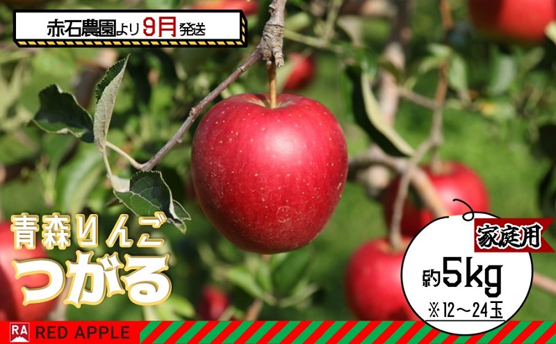 りんご 【 9月 クール便発送 】 家庭用 つがる 約 5kg 【 弘前市産 青森りんご 】REDAPPLE 青森県産 早生りんご