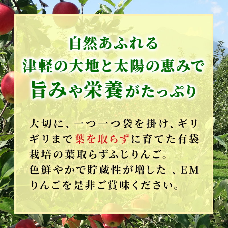 りんご 【 5月発送 】 贈答用 EM 葉取らず ふじ 約 5kg ( 有袋栽培 CA貯蔵 )【 弘前市産 青森りんご 】 リンゴ 果物 青森 弘前 贈答