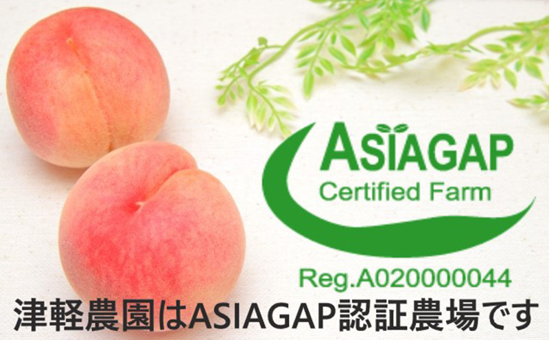 【レア品種 さくら白桃】家庭用 約1.5kg 5玉前後　ASIAGAP認証農場 津軽農園 採れたて農家直送