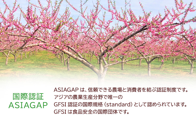 【レア品種 さくら白桃】家庭用 約1.5kg 5玉前後　ASIAGAP認証農場 津軽農園 採れたて農家直送