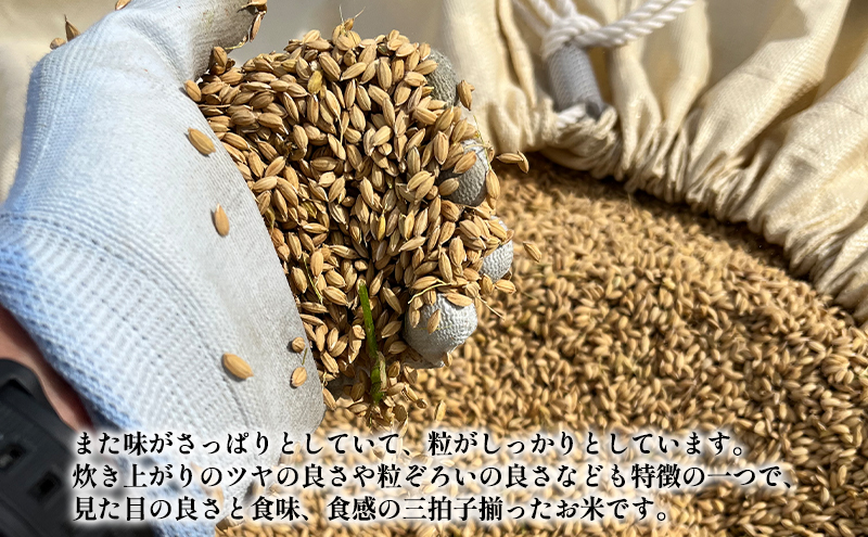 權之丞farm 令和6年産 青森県産米 まっしぐら 白米 10kg