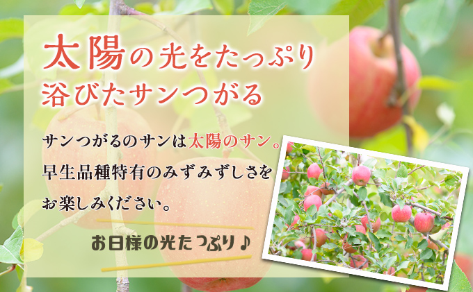 【8月クール便発送】（糖度12度以上）訳ありサンつがる約3kg【弘前市産 青森りんご】