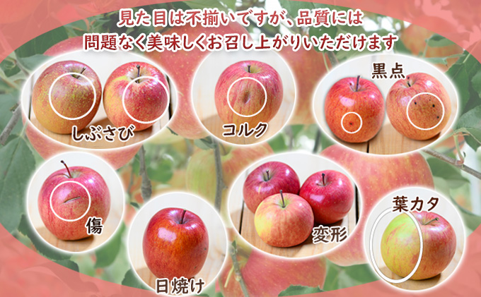 【9月クール便発送】（糖度12度以上）訳ありきおう約3kg【弘前市産 青森りんご】
