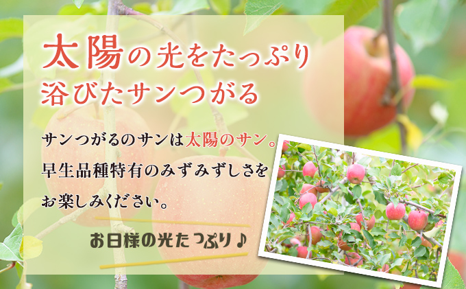 【9月クール便発送】（糖度12度以上）家庭用小玉サンつがる約5kg【弘前市産 青森りんご】