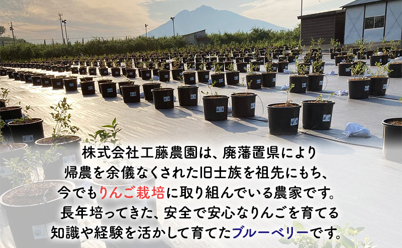 青森県弘前市産 りんご農家が育てたブルーベリー 120g×4P 2品種以上 食べ比べ 工藤農園  