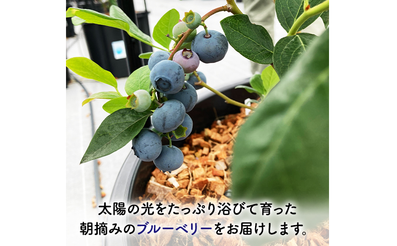 青森県弘前市産 りんご農家が育てたブルーベリー 120g×4P 2品種以上 食べ比べ 工藤農園 
