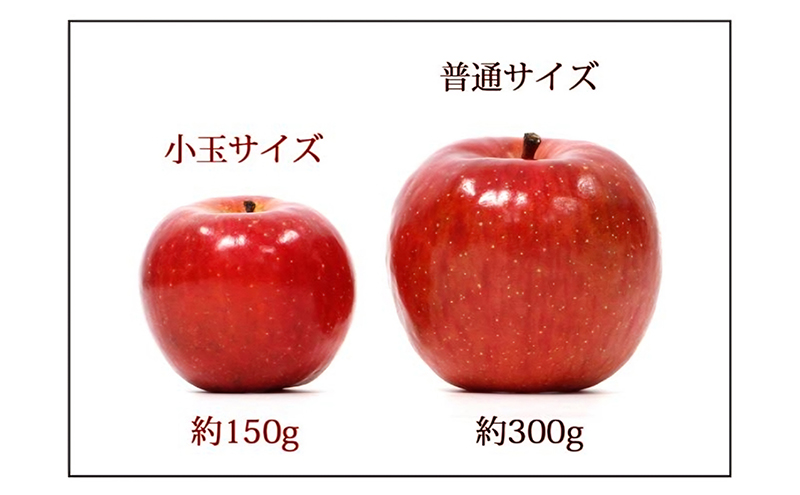 【12月発送】かねちゃんりんご 家庭用 小玉 サンふじ約10kg 食べきりサイズ 【弘前市産・青森りんご】