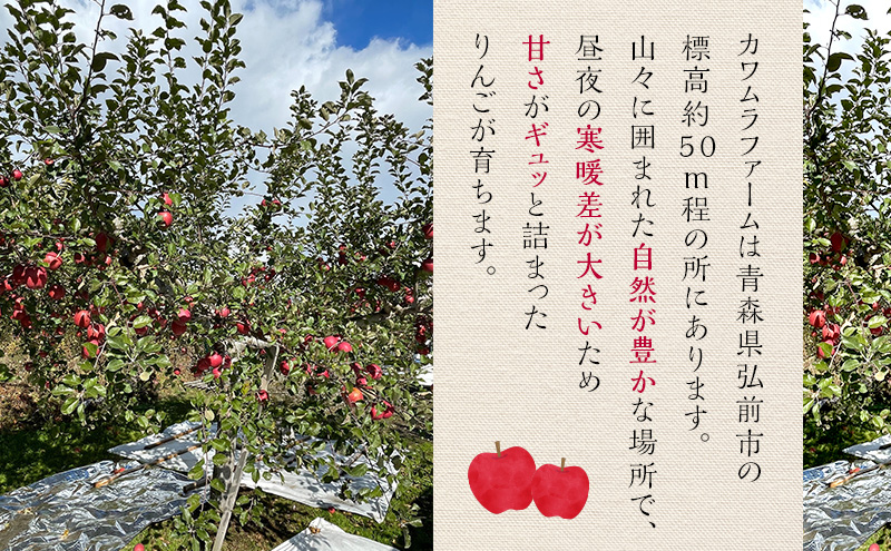 りんご 【12月発送】カワムラファーム 家庭用 葉とらず サンふじ 約3kg 【弘前市産 青森りんご】 青森 弘前