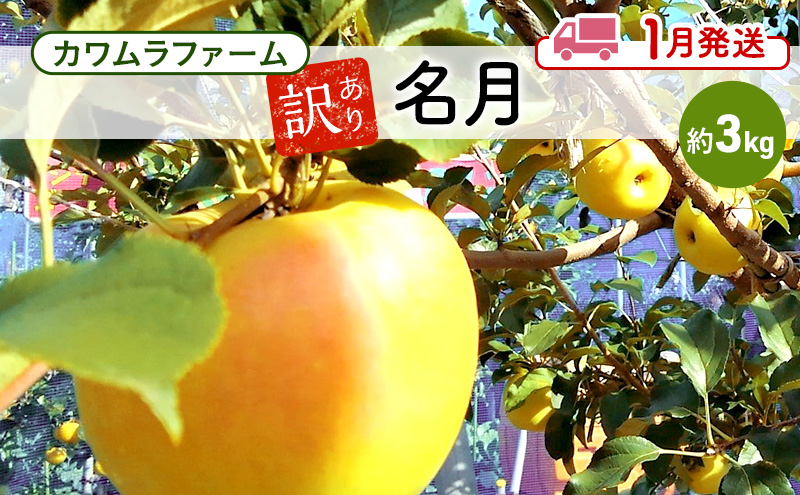 りんご 【1月発送】カワムラファーム 訳あり 名月 約3kg 【弘前市産 青森りんご】 青森 弘前