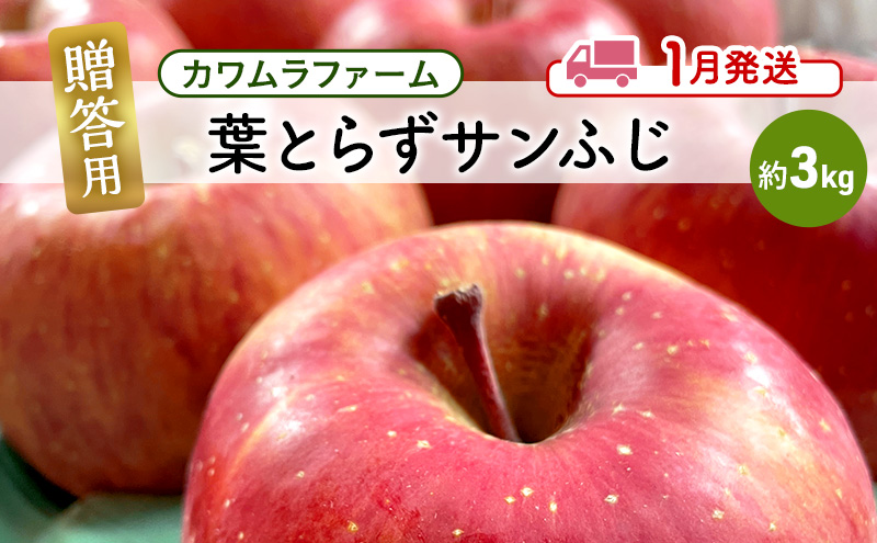 りんご 【1月発送】カワムラファーム 贈答用 葉とらず サンふじ 約3kg 【弘前市産 青森りんご】 青森 弘前