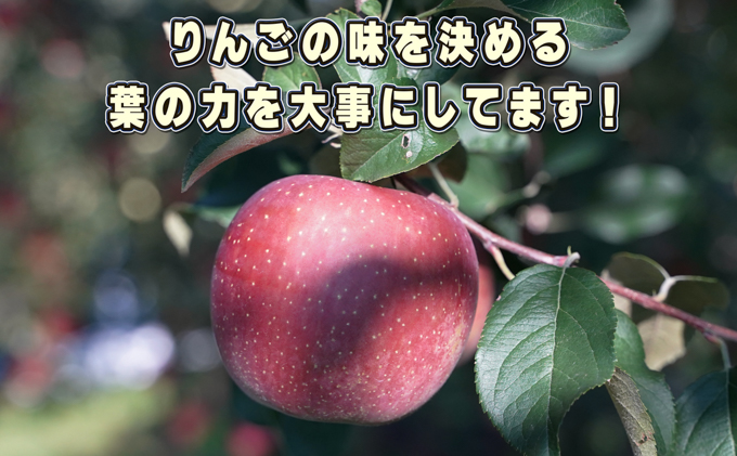 10～11月発送 訳ありひろさきふじ約10kg（葉とらず）【弘前市産・青森りんご】