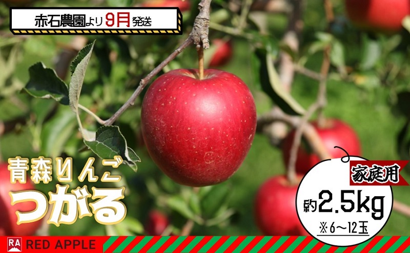 りんご 【 9月 クール便発送 】 家庭用 つがる 約 2.5kg 【 弘前市産 青森りんご 】REDAPPLE 青森県産 早生りんご