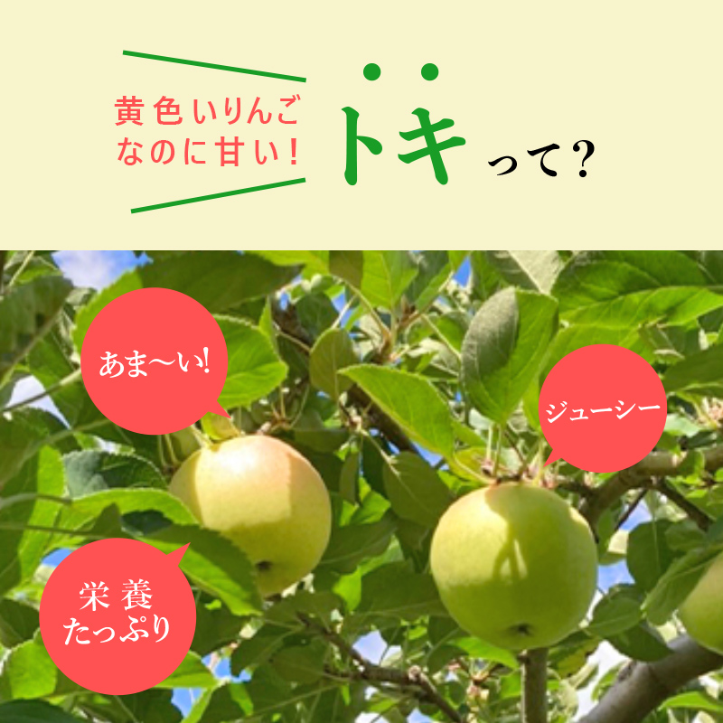 りんご 【 11月発送 】( 糖度13度以上 ) 家庭用 トキ 小玉りんご 約 3kg 【 弘前市産 青森りんご 】