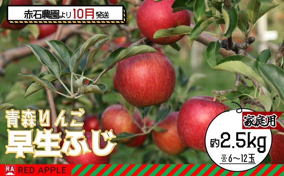 りんご 【 10月発送 】 家庭用 早生ふじ 約 2.5kg 【弘前市産 青森りんご】