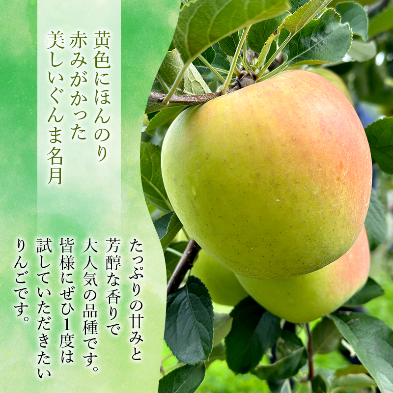 りんご 【 12月発送 】 糖度13度以上 訳あり ぐんま名月 約 3kg 【 弘前市産 青森りんご 】