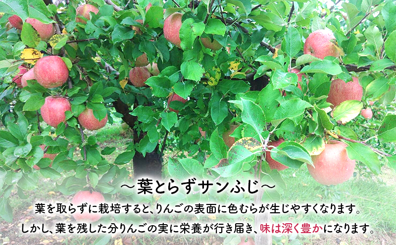 りんご 【 12月発送 】 前田りんご園 訳あり 葉とらず サンふじ 約 5kg 【 弘前市産 青森りんご 】