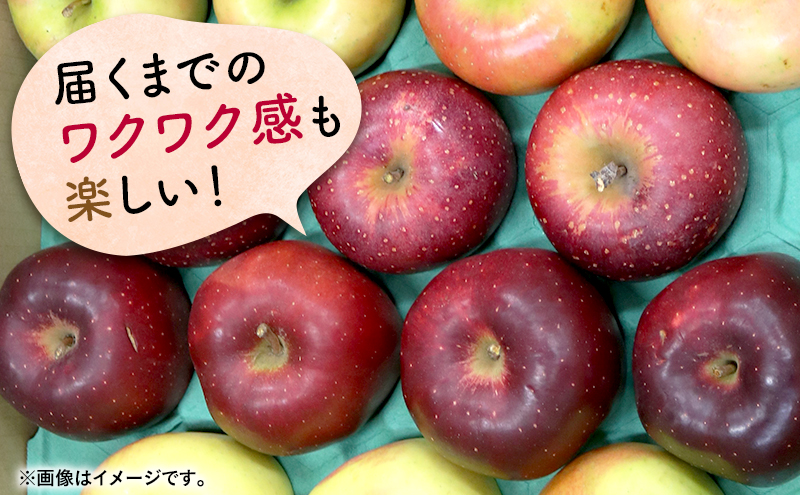 りんご 【 12月発送 】 家庭用 旬のりんご 品種おまかせ 約 5kg 2品種～4品種 【 弘前市産 青森りんご 】