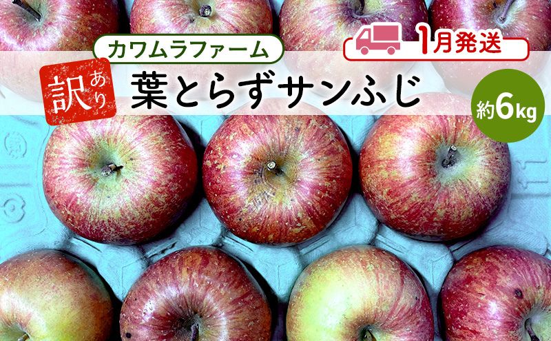 りんご 【 1月発送 】カワムラファーム 訳あり 葉とらず サンふじ 約6kg 【 弘前市産 青森りんご 】 青森 弘前