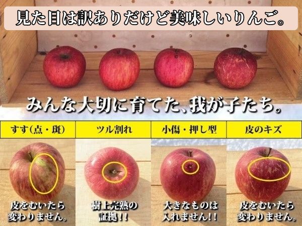 りんご 【 2月～3月上旬発送 】 青森県産 樹上完熟葉とらずふじ 家庭用 厳選品 約 5kg × 2箱セット 【 弘前市産 青森りんご 】