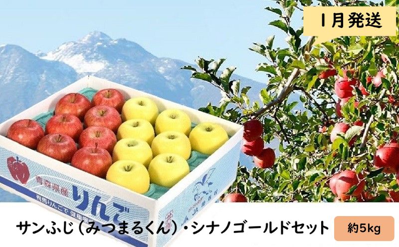 りんご 【 1月発送 】 蜜入り サンふじ （ みつまるくん ） シナノゴールド セット 約 5kg 【 弘前市産 青森りんご 】