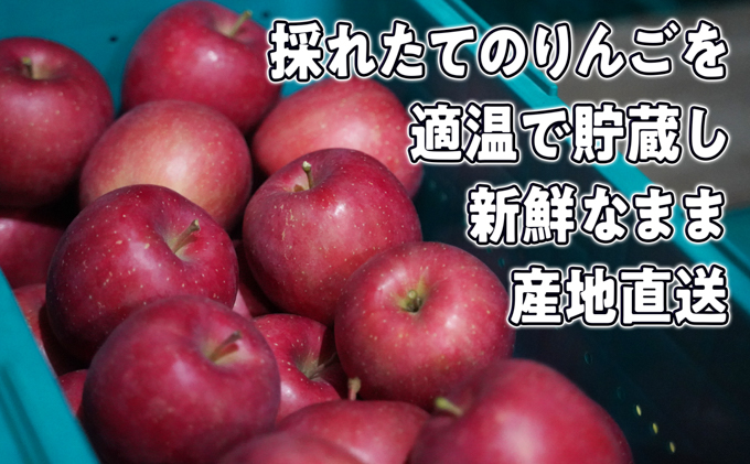 8月～12月発送 家庭用 旬のリンゴ詰め合わせ 約5kg 糖度13度以上【弘前市産・青森りんご】