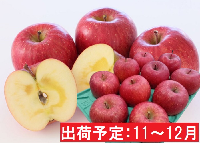 りんご 【 11月 ～ 12月発送 】  贈答規格 蜜入り EM サンふじ 約 3kg  糖度 13度以上 【 弘前市産 青森りんご 】 リンゴ 果物 青森 弘前 ふじ 贈答