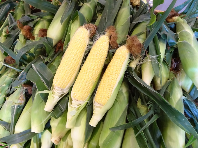 8月下旬発送 朝採り嶽きみ20本【弘前市嶽高原産・とうもろこし 野菜  】