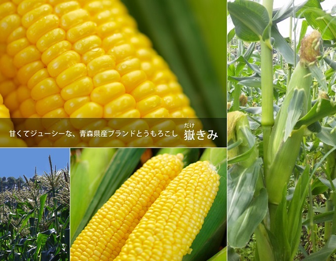 8月下旬発送 朝採り嶽きみ20本【弘前市嶽高原産・とうもろこし 野菜  】