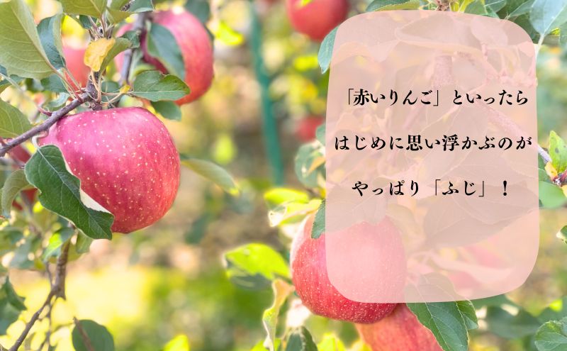 【数量限定】11～12月発送 家庭用サンふじ約5kg【弘前市産・青森りんご 果物類 林檎 リンゴ  】