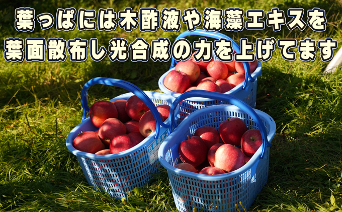 10～11月発送 訳ありひろさきふじ約10kg（葉とらず）【弘前市産・青森りんご】