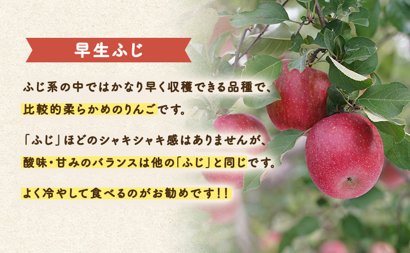 9～10月発送 家庭用 早生ふじ 約5kg 【弘前市産・青森りんご】