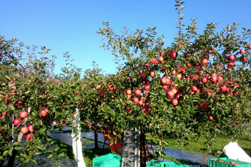 りんご 最高等級 特選大玉 3種詰め合わせ 約5kg（サンふじ・金星・王林）糖度14度以上