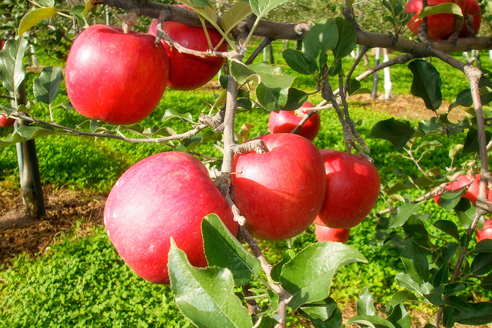 【寄附金額見直しました】無添加製法 ストレートりんごジュース【AOMORI APPLE】250ml×12本
