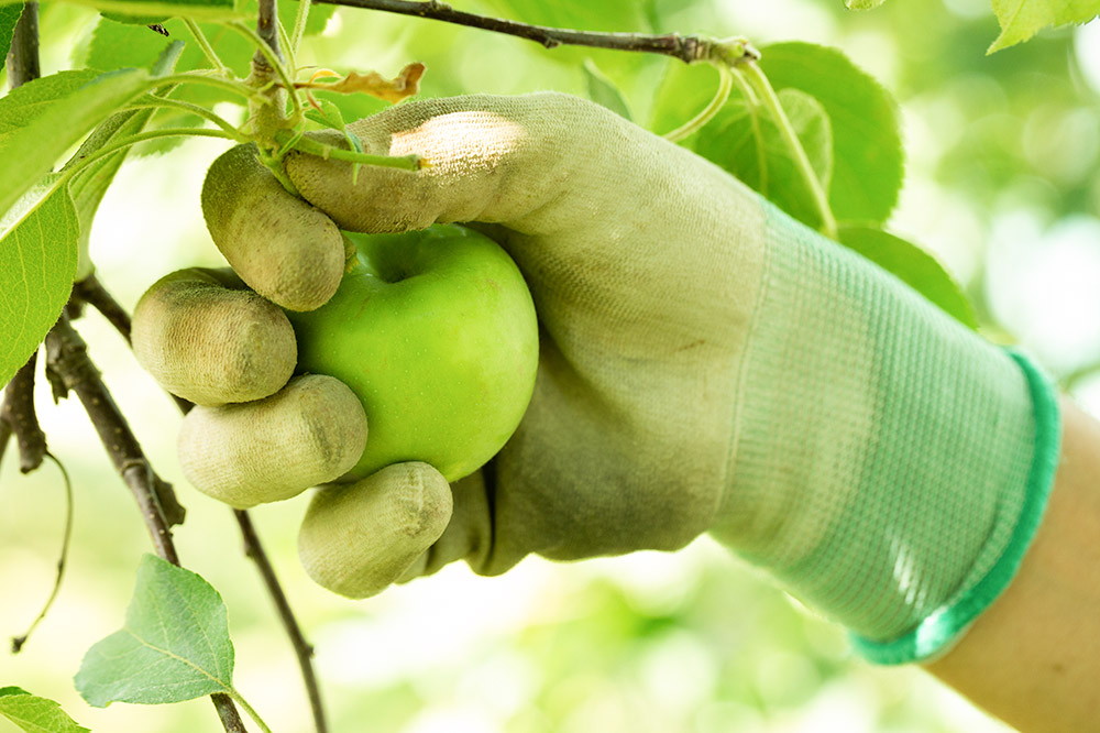 æªæ¥ãè²ãŠããããã®ãé
ããã«ã«ã·ãŒãã«ïŒã·ãŒãã« ãã©ã¬ãŒïŒ å330mlÃ3æ¬ èš6æ¬ ãé
鿣® åŒå ææª ãªã³ãŽ