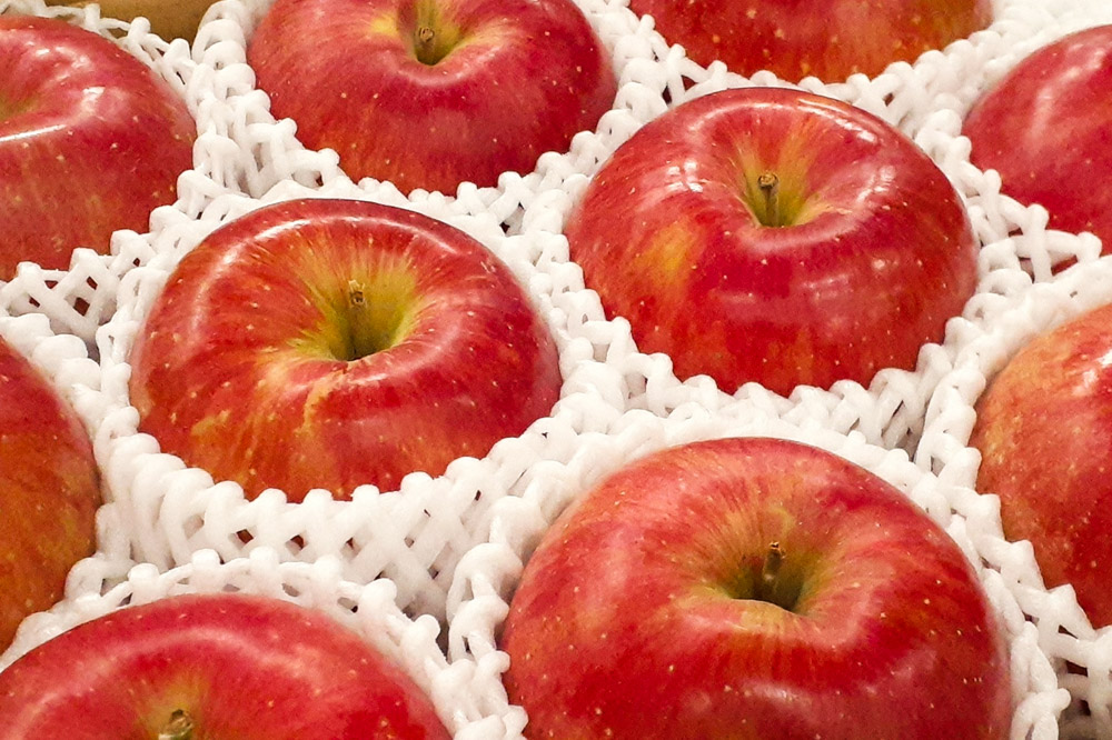 【26年5月発送・先行受付・クール便】りんご 贈答用 白熊 シナノスイート 約3kg（9〜12玉程度）スマートフレッシュ 糖度13度