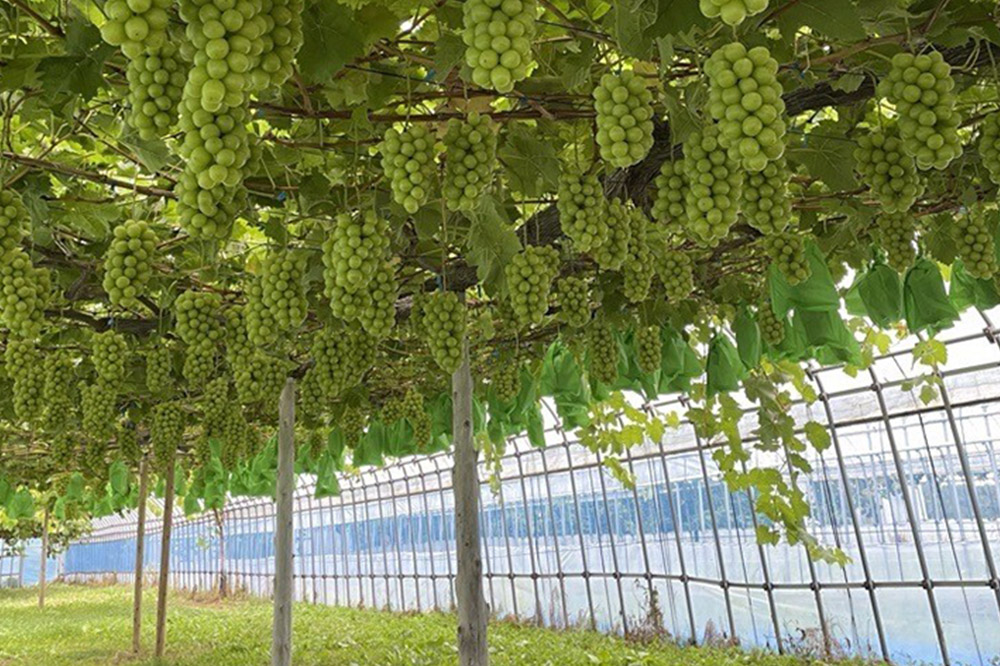 【26年9月〜発送】【訳あり】 シャインマスカット1kg ぶどう フルーツ 果物 ブドウ 葡萄 グレープ くだもの 産地直送