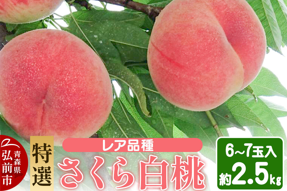 【26年9月発送】もも レア品種 さくら白桃【特選】約2.5kg 6玉〜7玉入り [青森産 白桃 桃 もも ピーチ フルーツ 果実 果物 美味 おいしい 青森県 弘前市 ME BEYOND]